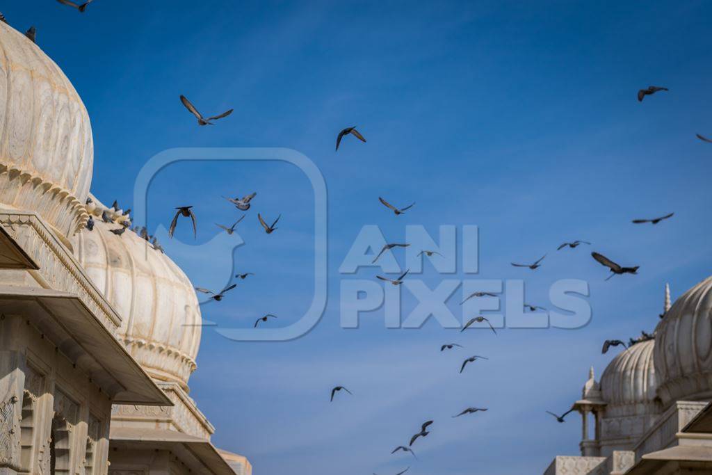 Flock of pigeons flying with blue sky background