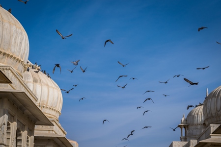 Flock of pigeons flying with blue sky background