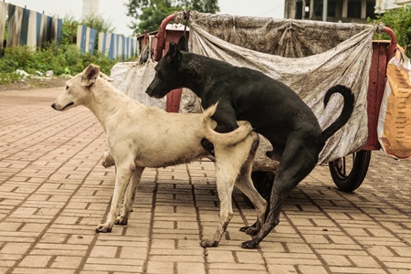 Stray street dogs mating in urban city in India
