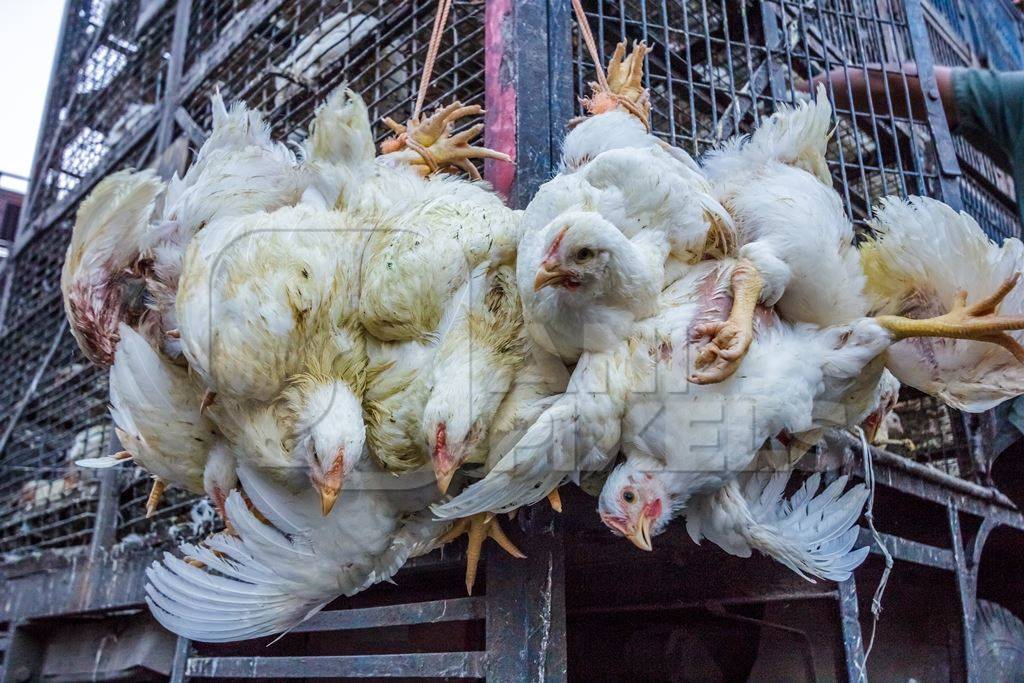 Broiler chickens hanging upside down being unloaded from transport trucks near Crawford meat market in Mumbai