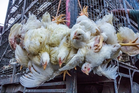 Broiler chickens hanging upside down being unloaded from transport trucks near Crawford meat market in Mumbai