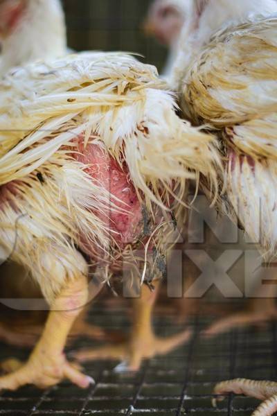 Broiler chickens packed into a cage at a chicken shop