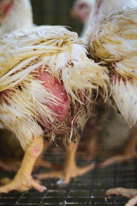 Broiler chickens packed into a cage at a chicken shop