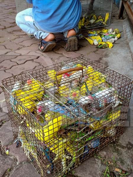 Budgerigars or parakeets crammed into cages on sale as exotic pet birds near Gallif street pet market, Kolkata, India, 2021