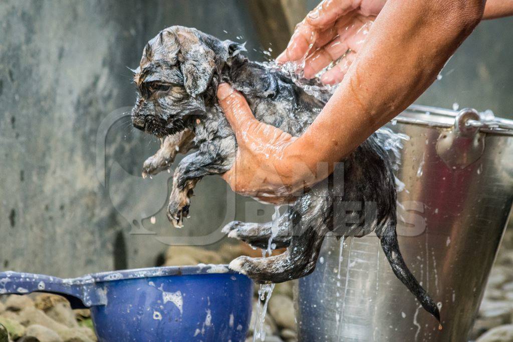 Woman giving pet puppy a bath