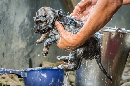 Woman giving pet puppy a bath