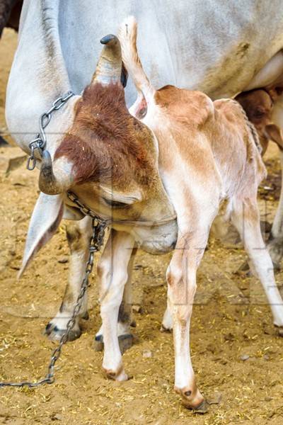 Mother and calf dairy cows suckling in a rural dairy in  Rajasthan