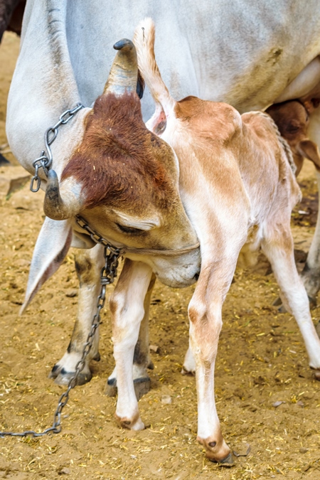 Mother and calf dairy cows suckling in a rural dairy in  Rajasthan