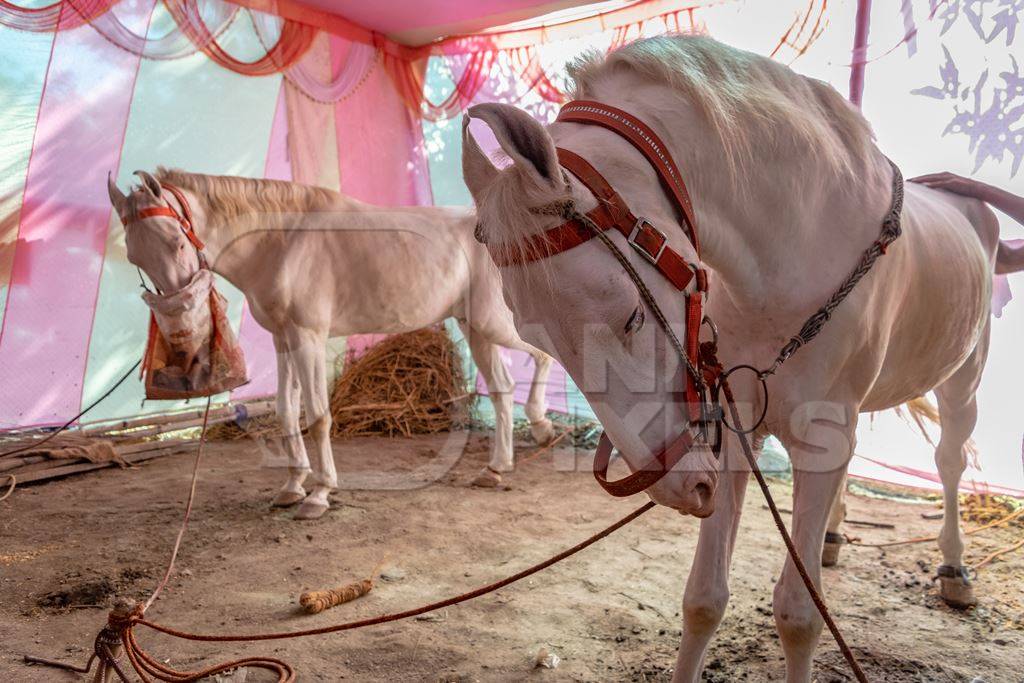 White horses tied up on show in a tent at Sonepur horse fair or mela in rural Bihar, India