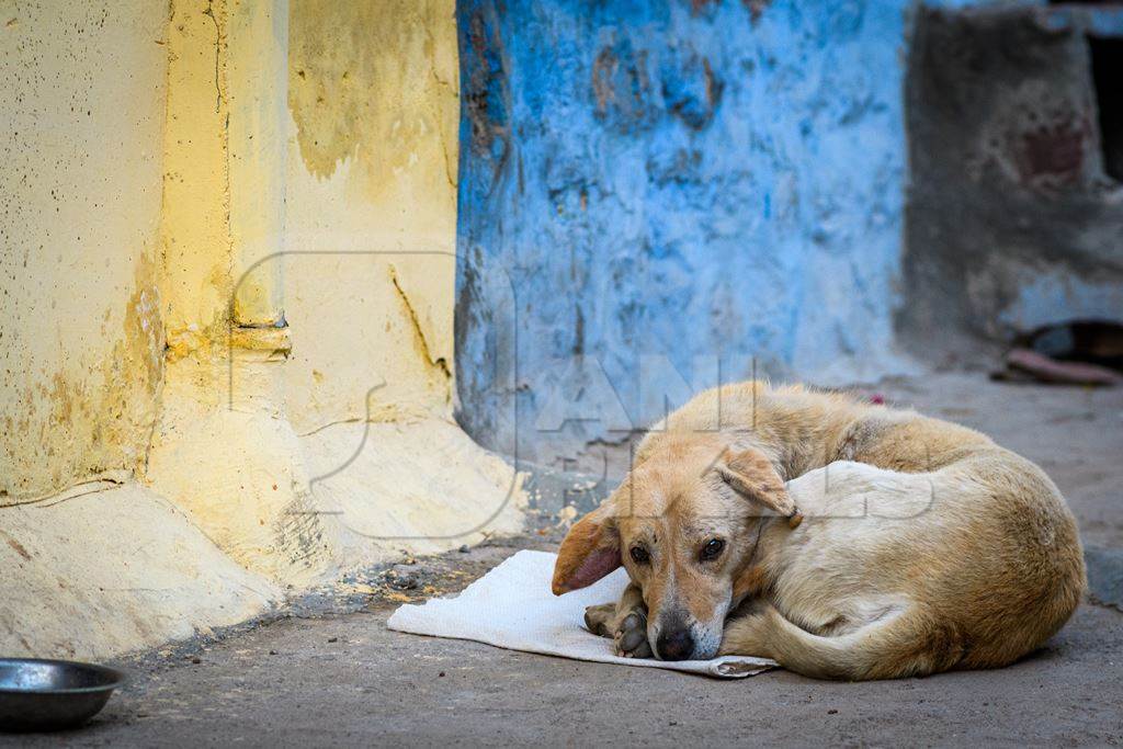 Indian street dog sitting on mat with bowl and blue and yellow wall background in the urban city of Jodhpur, Rajasthan, India, 2022