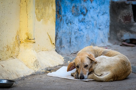 Indian street dog sitting on mat with bowl and blue and yellow wall background in the urban city of Jodhpur, Rajasthan, India, 2022