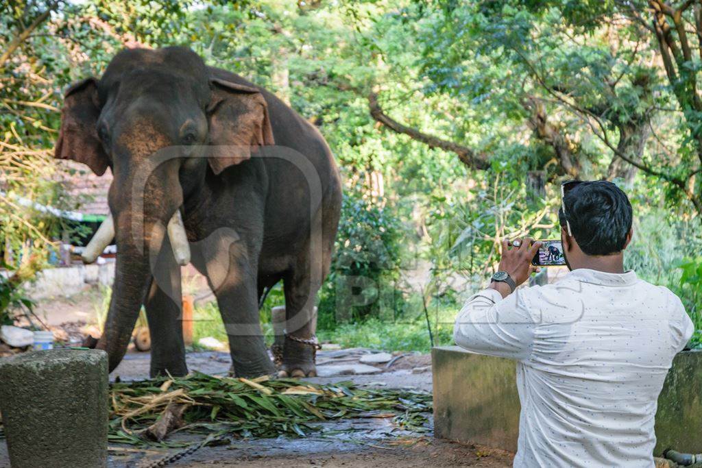 Man with mobile phone taking photos of captive elephant in chains at an elephant camp in Guruvayur in Kerala to be used for temples and religious festivals