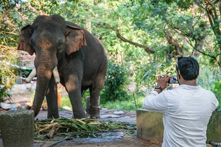 Man with mobile phone taking photos of captive elephant in chains at an elephant camp in Guruvayur in Kerala to be used for temples and religious festivals