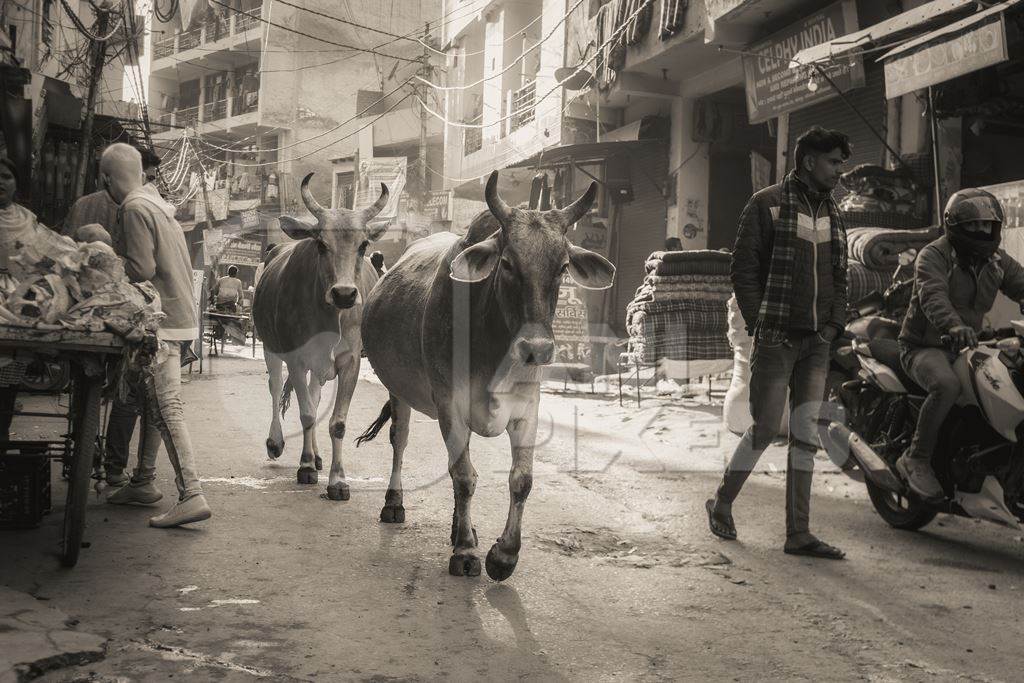 Indian street or stray cows or bullocks in the street, Ghazipur, Delhi, India, 2022