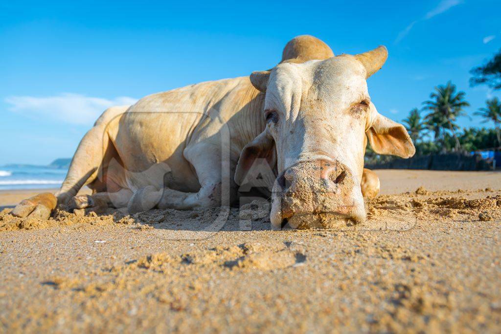 Cow on the beach in Goa, India