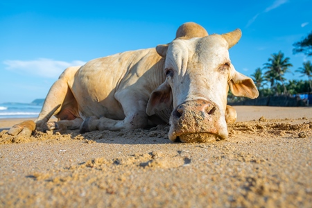 Cow on the beach in Goa, India