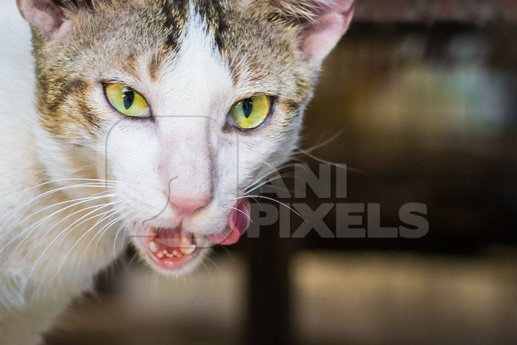 Tortoiseshell and white multicoloured street cat on street in Mumbai