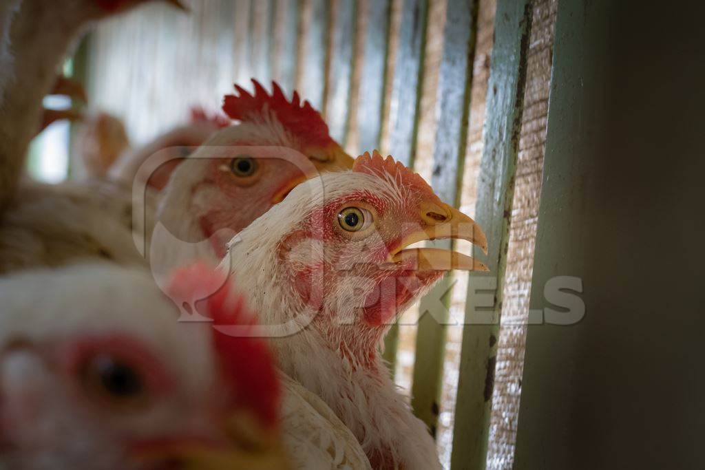 Chickens in cages outside a chicken poultry meat shop in Pune, Maharashtra, India, 2021