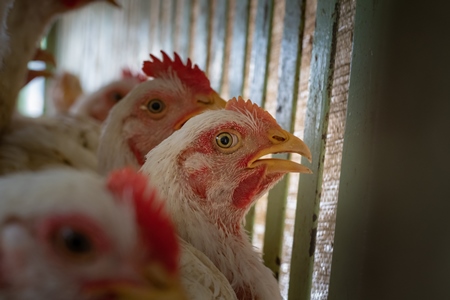 Chickens in cages outside a chicken poultry meat shop in Pune, Maharashtra, India, 2021