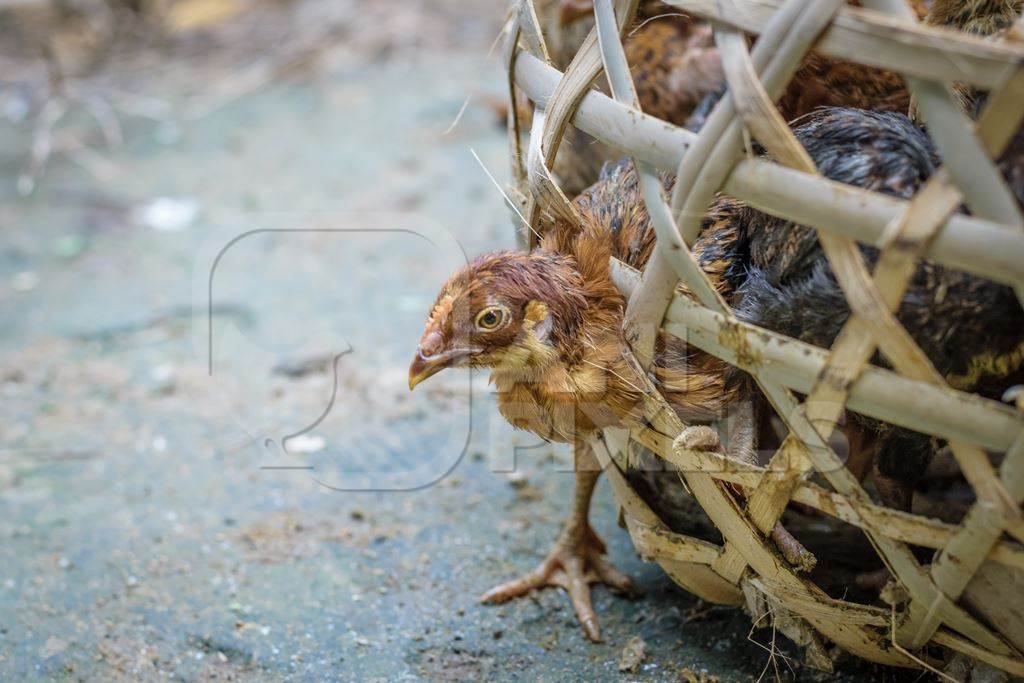 Chicks and chickens on sale in a bamboo woven basket at an animal market in rural Nagaland in India