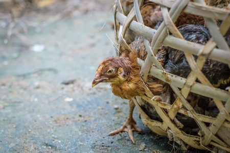 Chicks and chickens on sale in a bamboo woven basket at an animal market in rural Nagaland in India