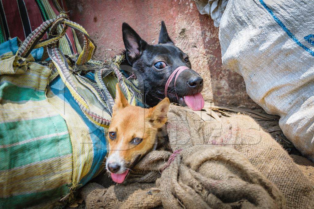 Dogs tied up in sacks on sale for meat at dog market