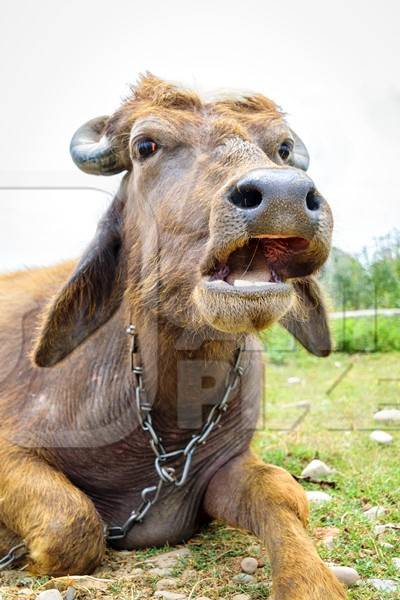 Farmed buffaloes used for milk in a rural village