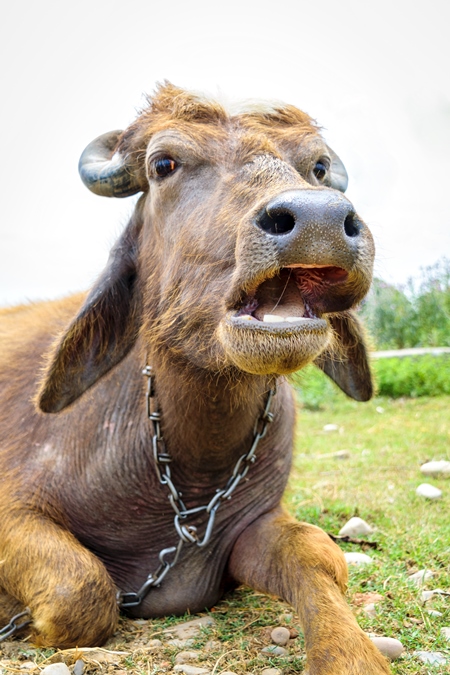 Farmed buffaloes used for milk in a rural village