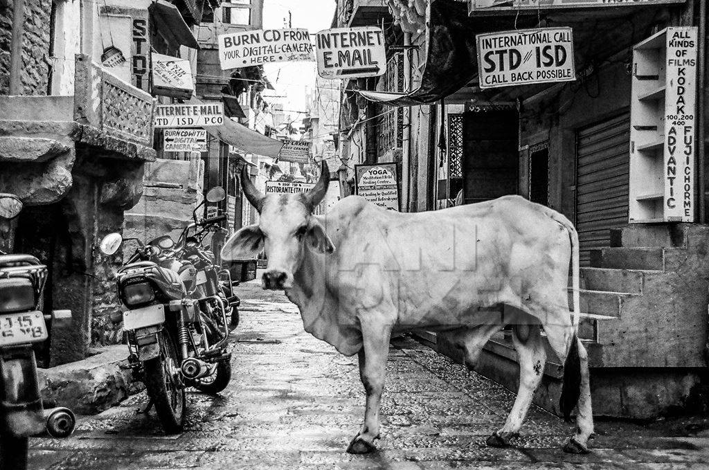 Street bull on street in black and white