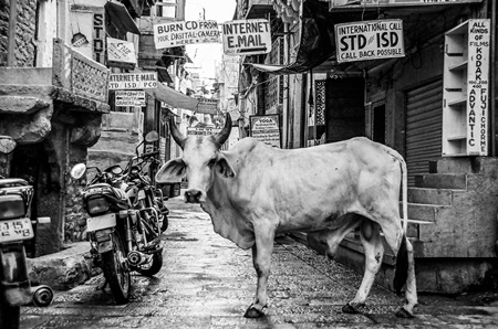 Street bull on street in black and white