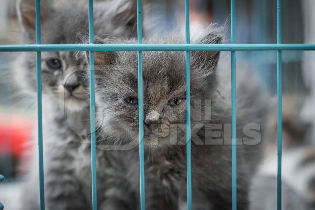 Pedigree breed grey kitten in cage on sale at Crawford pet market