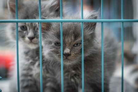 Pedigree breed grey kitten in cage on sale at Crawford pet market