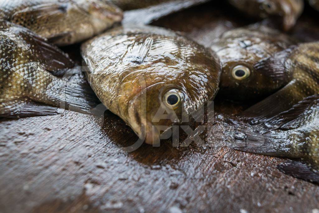 Fish on sale at a fish market