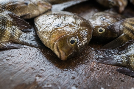 Fish on sale at a fish market