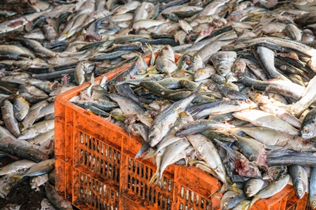 Pile of fish in an orange crate on sale at a fish market at Sassoon Docks