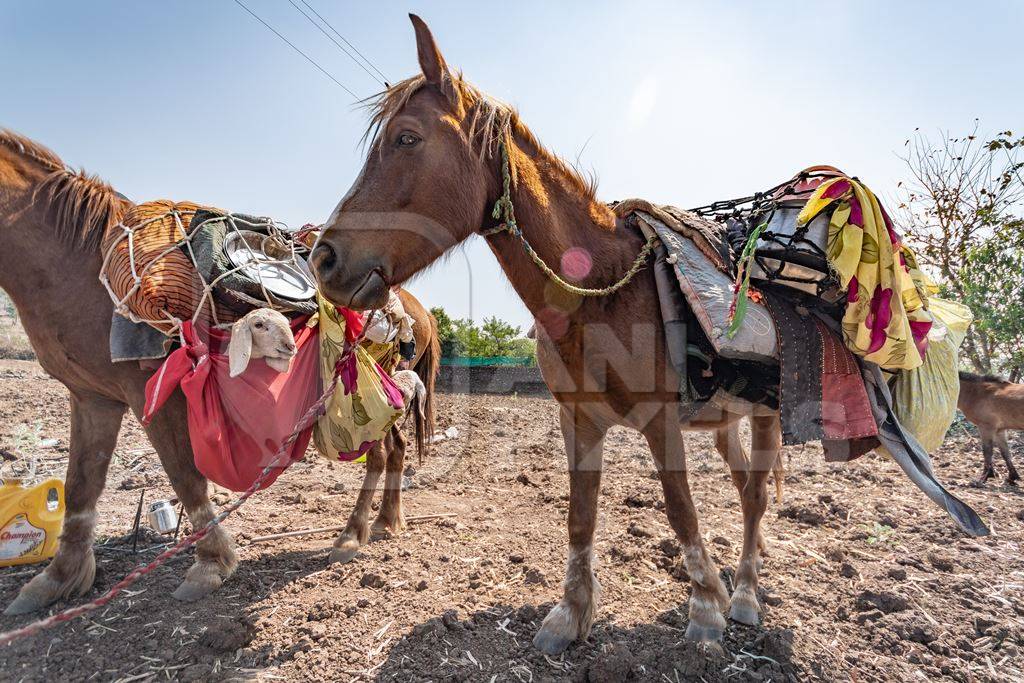 Working Indian horse or pony carrying household items including baby goats and sheep owned by nomads in rural Maharashtra