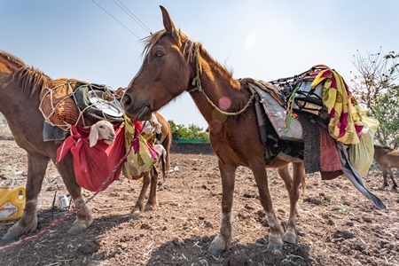 Working Indian horse or pony carrying household items including baby goats and sheep owned by nomads in rural Maharashtra