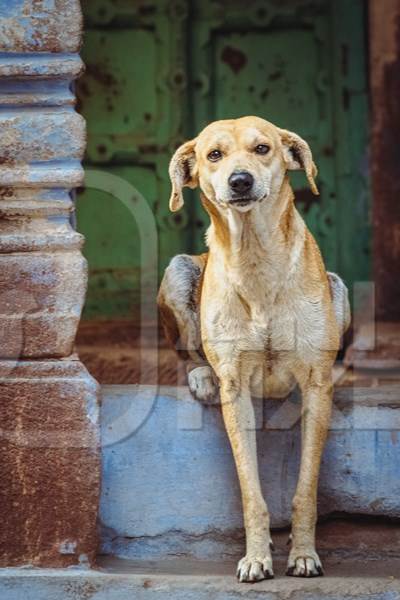 Indian street dog or stray pariah dog with green door background in the urban city of Jodhpur, India, 2022