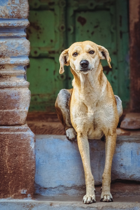 Indian street dog or stray pariah dog with green door background in the urban city of Jodhpur, India, 2022