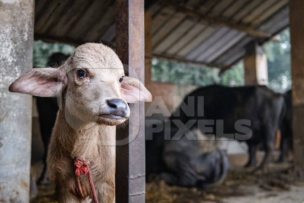 Pale Indian buffalo calf tied up away from the mother, with a line of chained female buffaloes in the background on an urban dairy farm or tabela, Aarey milk colony, Mumbai, India, 2023