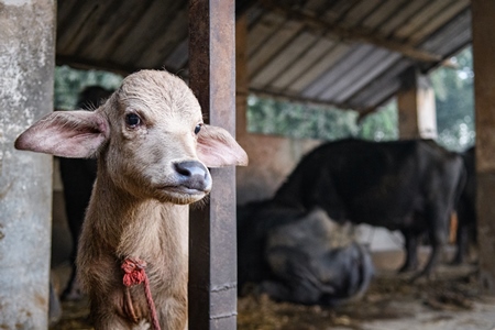 Pale Indian buffalo calf tied up away from the mother, with a line of chained female buffaloes in the background on an urban dairy farm or tabela, Aarey milk colony, Mumbai, India, 2023