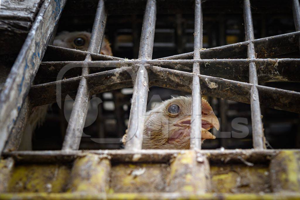 at the chicken meat market inside New Market, Kolkata, India, 2022