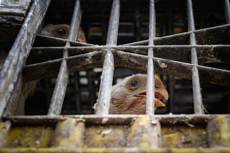 at the chicken meat market inside New Market, Kolkata, India, 2022