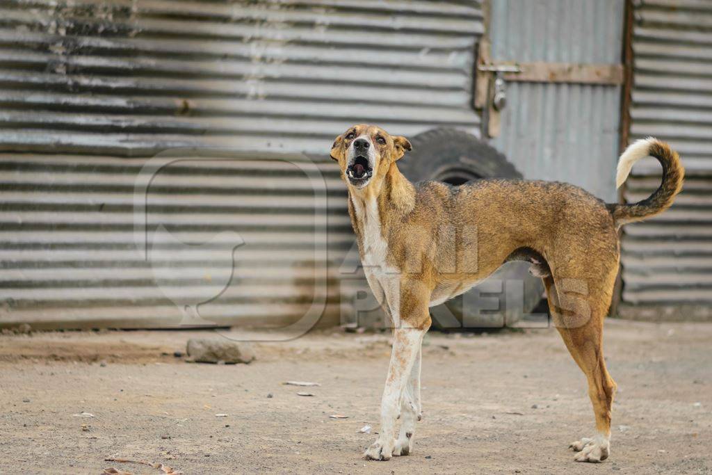 Stray street dog on road barking or howling in urban city