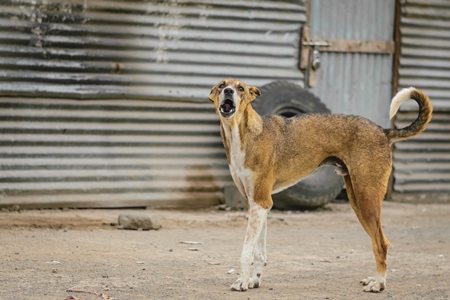 Stray street dog on road barking or howling in urban city