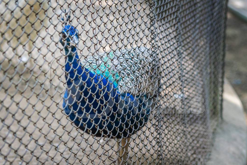 Captive peacock in an enclosure at Patna zoo in Bihar