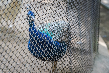 Captive peacock in an enclosure at Patna zoo in Bihar