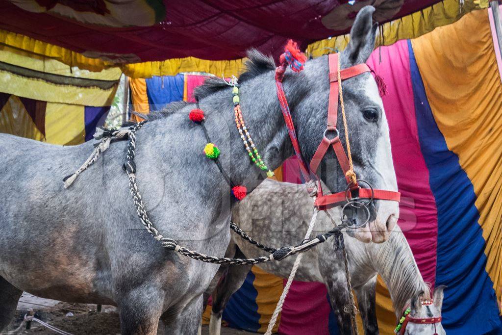 Grey horses tied up with colourful backdrop at Sonepur cattle fair