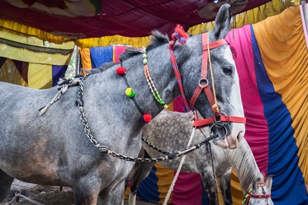 Grey horses tied up with colourful backdrop at Sonepur cattle fair