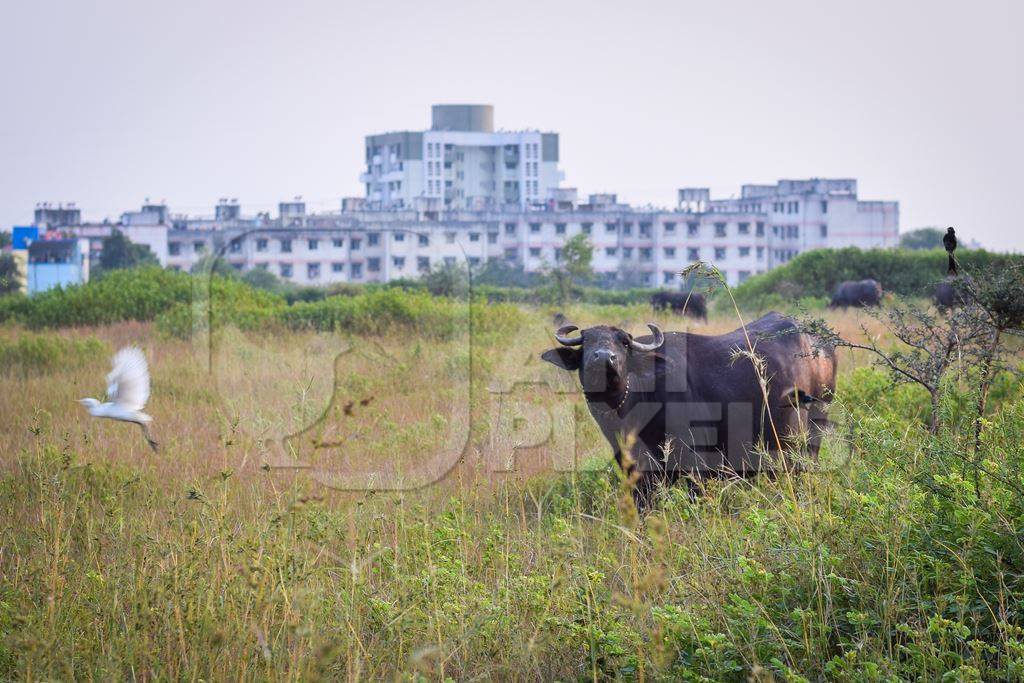 Farmed buffaloes in a green field on the outskirts of an urban city
